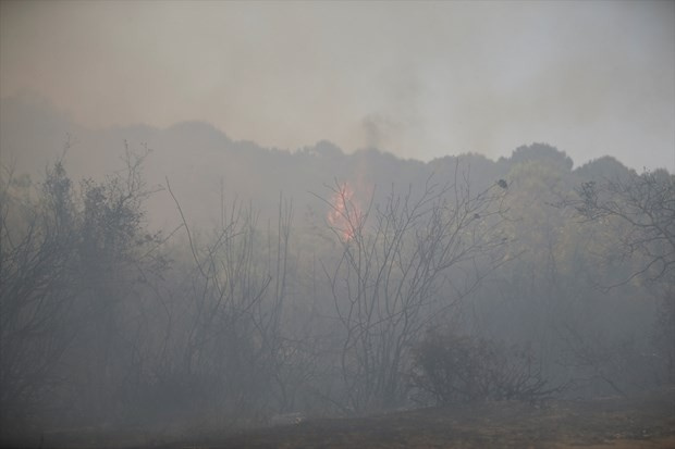 Antalya Kumköy'de orman yangını!