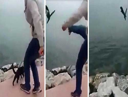 Kediyi tekmeleyerek denize attı