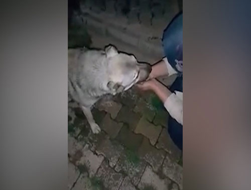 Susuz kalmış köpeğe avucundan su içirdi