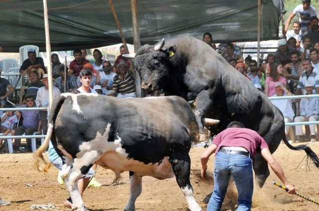 Muğla'da 180 boğa arenaya çıktı