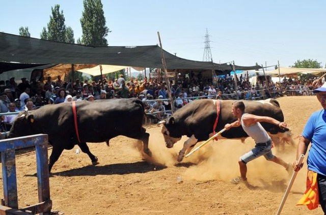 Muğla'da 180 boğa arenaya çıktı