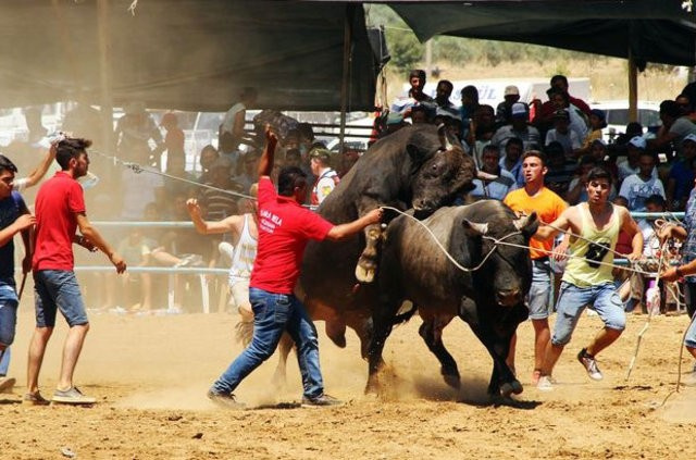 Muğla'da 180 boğa arenaya çıktı