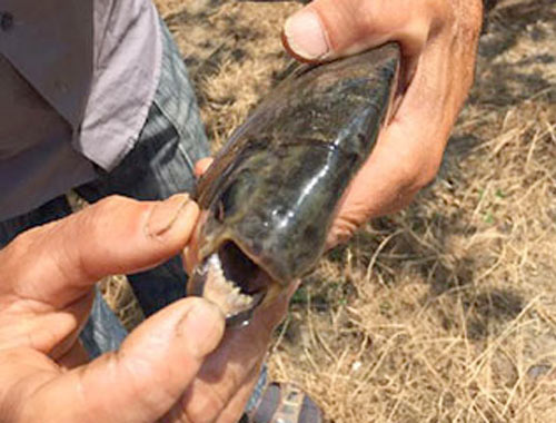 İznik gölünde pirana balığı yakalandı