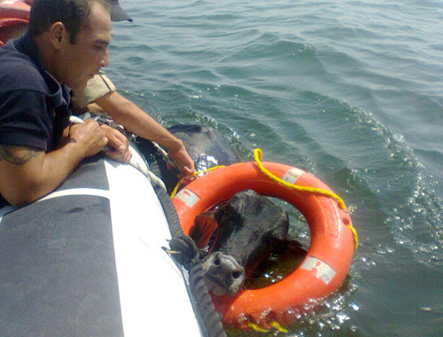 İzmir'de denizde yüzen hayvan şaşkına çevirdi