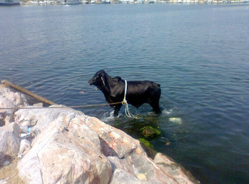 İzmir'de denizde yüzen hayvan şaşkına çevirdi