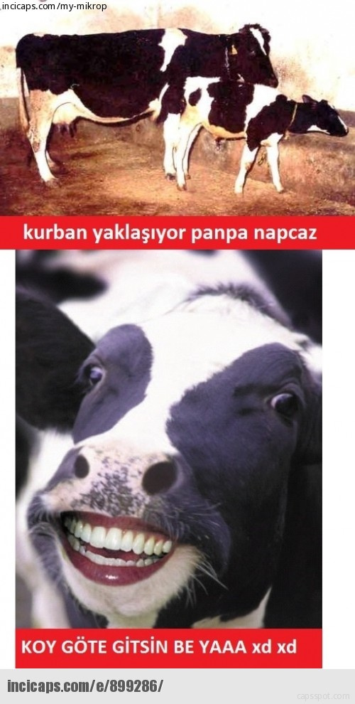 Kurban Bayramı'nın en komik caps'leri burada!