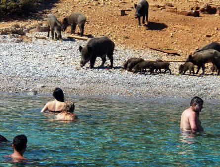 Sahili domuzlar bastı tatilciler şaşıp kaldı