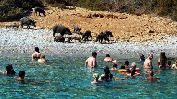 Sahili domuzlar bastı tatilciler şaşıp kaldı