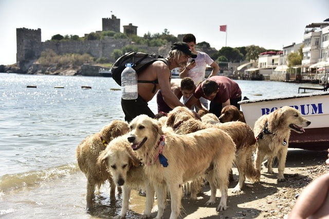 13 köpeği 'evlat edindi'