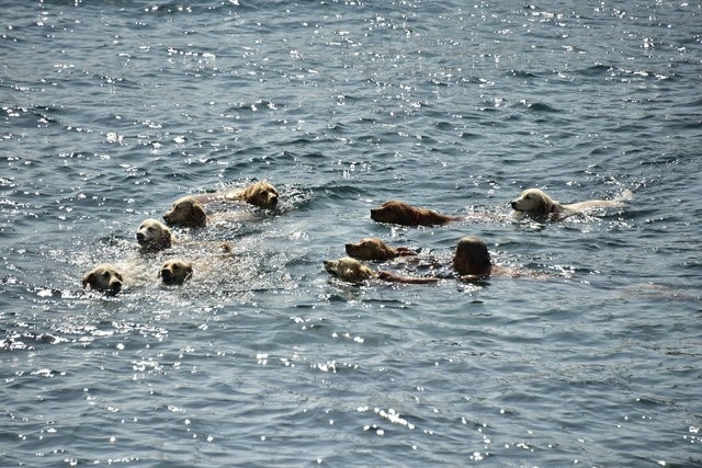 13 köpeği 'evlat edindi'