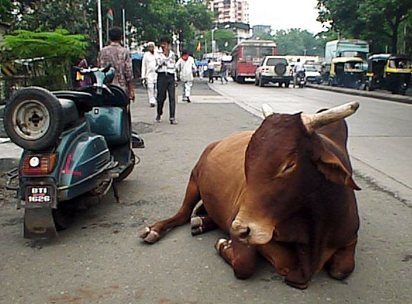 Hindistan'da inekler neden kutsal sayılıyor?