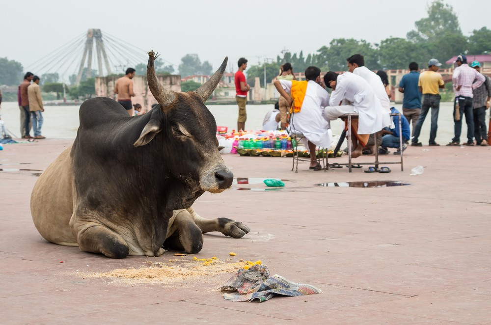 Hindistan'da inekler neden kutsal sayılıyor?