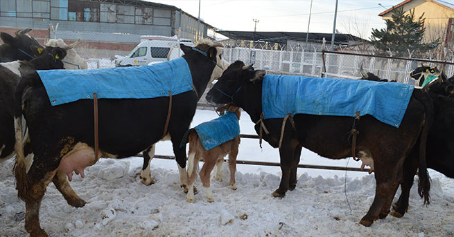 Soğuk havalarda hayvanlara battaniyeli koruma