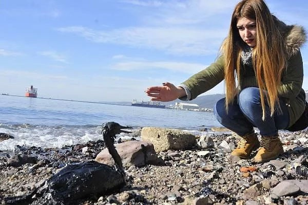 Kocaeli'nde çevre felaketi hayvanlar içler acısı durumda!