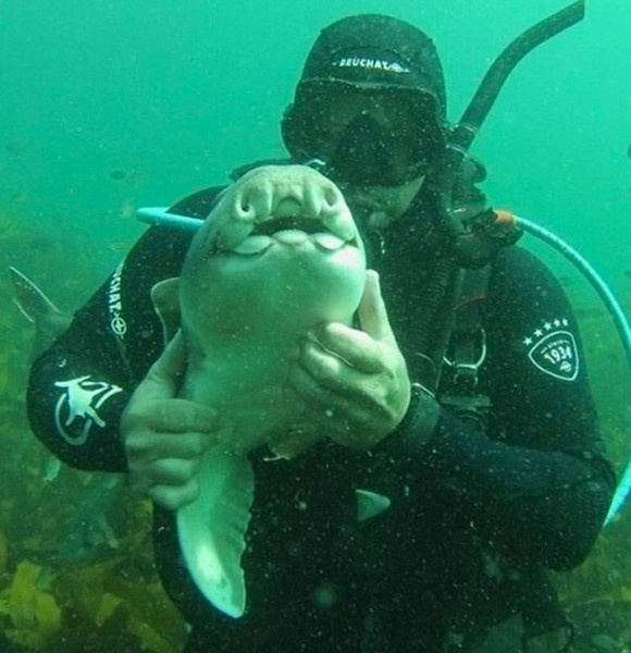 Köpekbalığıyla kanka oldu selfie çekti