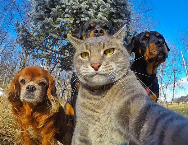 Selfie çeken koalalar, kangurular onlarda akıma uydu