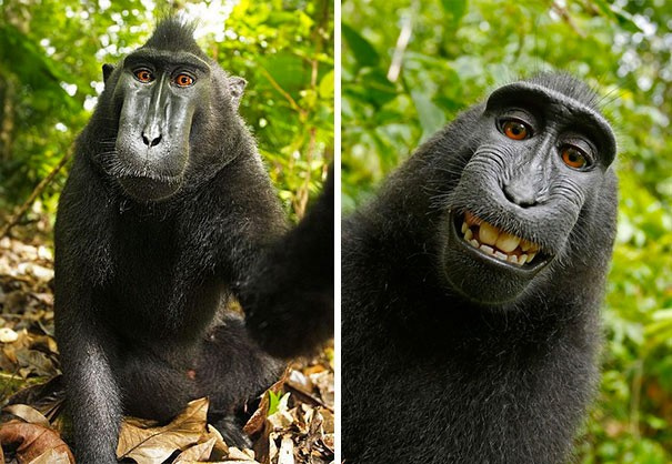 Selfie çeken koalalar, kangurular onlarda akıma uydu