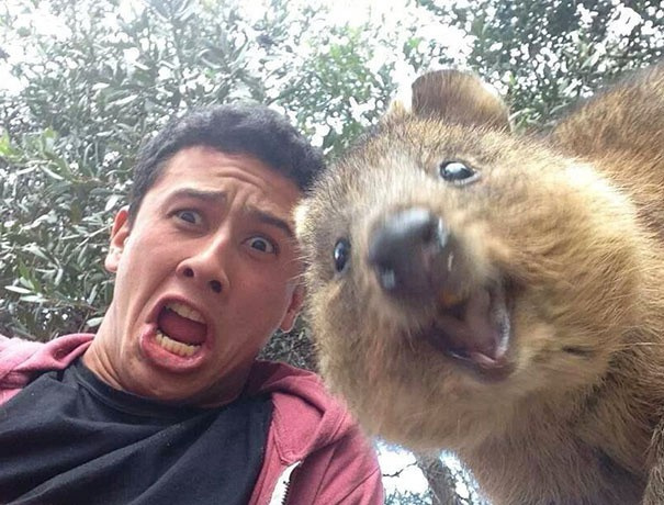 Selfie çeken koalalar, kangurular onlarda akıma uydu