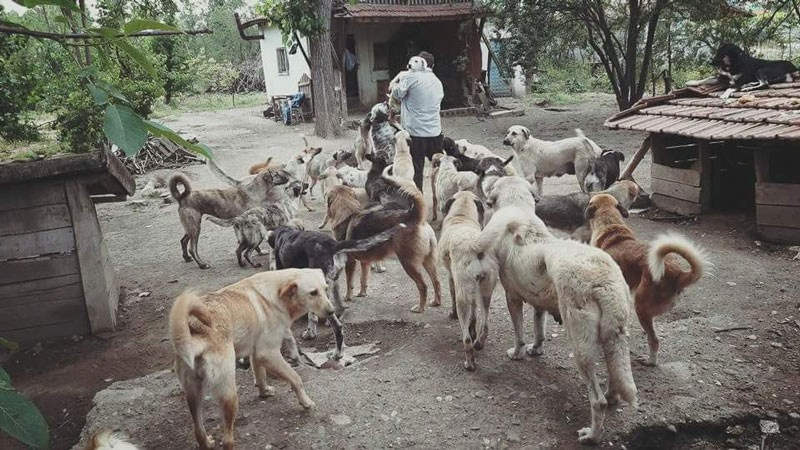 25 yıldır sokak hayvanlarını besliyor hem de borçlanarak