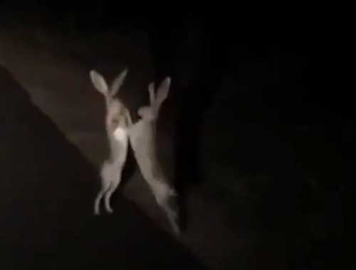 Gece gece otobanın ortasında kavga eden tavşanlar