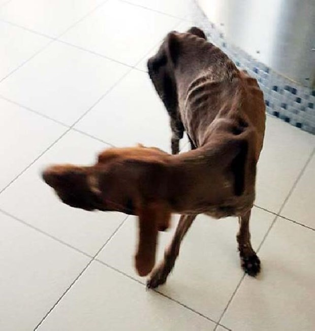 Köpeğe yaptıklarına bakın açlıktan ölüyordu!