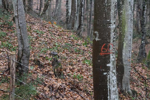 Belgrad Ormanı'ndaki gizemli şifrelerin sırrı! Bakın neymiş