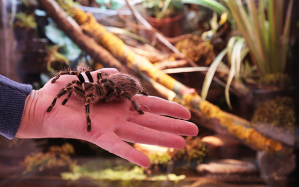 Çocukluğundan beri tarantula biriktiren adam!