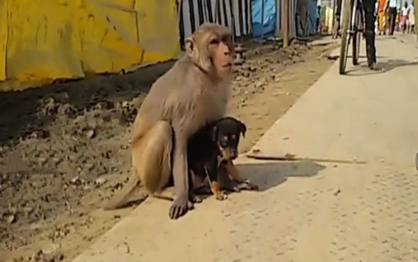 Köpek yavrusunu evladı gibi koruyan maymun