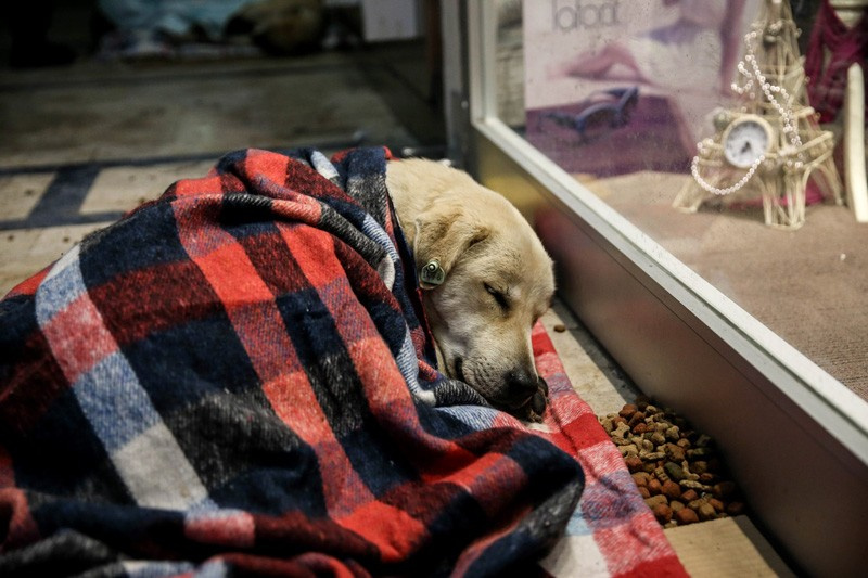 Herkes alkışladı! AVM köpeklere bakın ne yaptı?