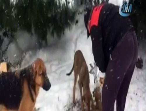 Maltepe'de mama verilen köpeklerin mutluluğu kamerada