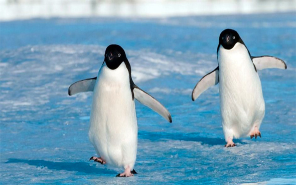 40 bin penguenden sadece 2'si hayatta kaldı