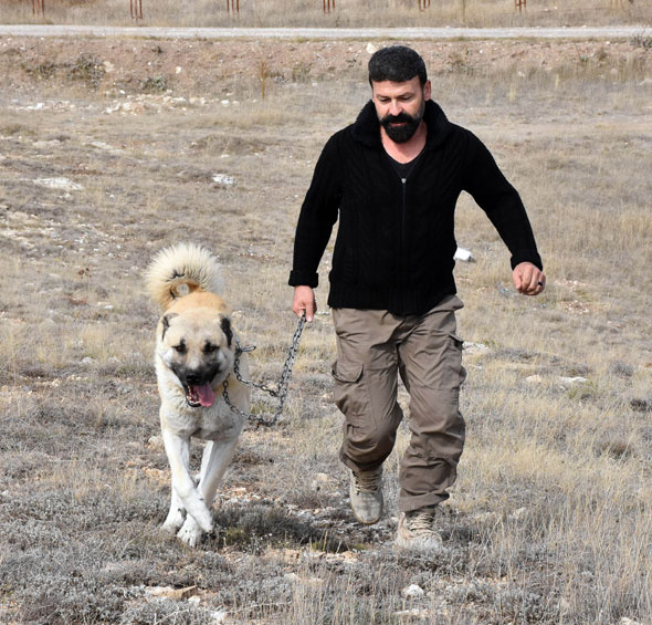 TSK sınır karakollarına "kangal' görevlendirecek!