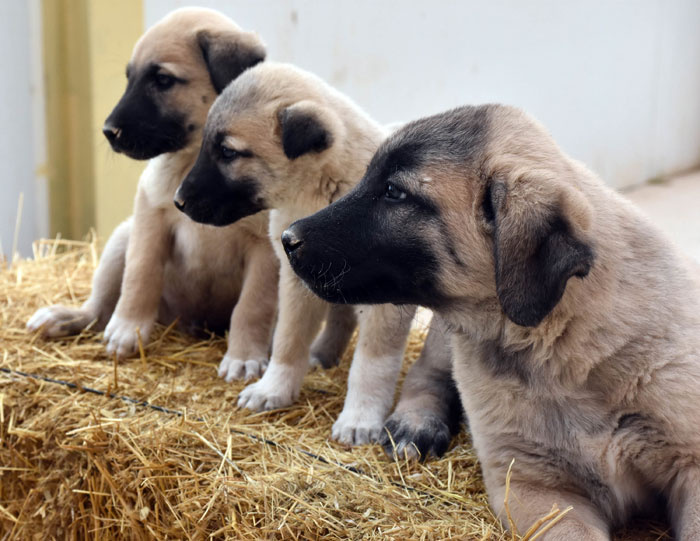 TSK sınır karakollarına "kangal' görevlendirecek!