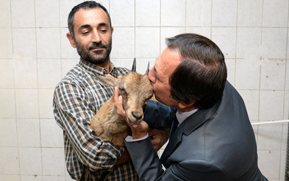 Tunceli'de hasta yaban keçisine şefkat eli