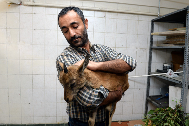 Tunceli'de hasta yaban keçisine şefkat eli