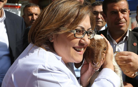Gaziantep Büyükşehir 250 bin küçükbaş hayvana aşı yaptırıyor