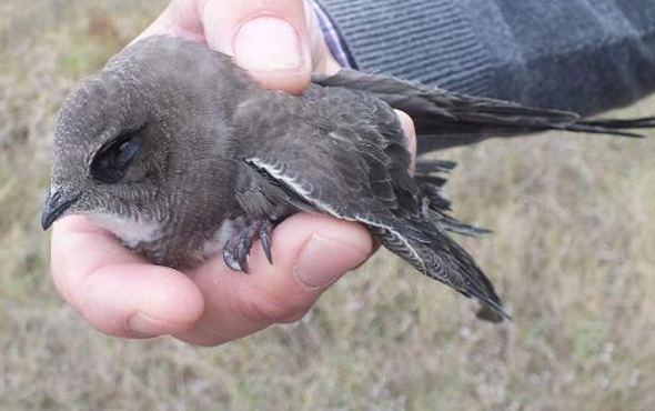 Lüleburgaz'da bulunan ebabil kuşu doğaya salındı