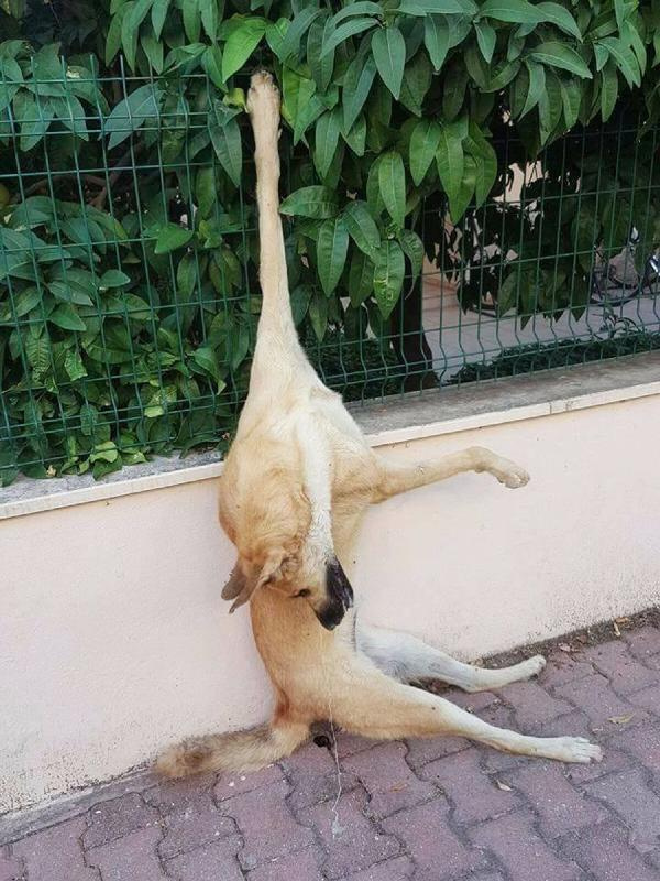 3 sokak köpeği asıldı! Antalya bunu yapan 'hayvanı' arıyor