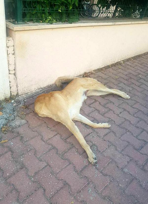 3 sokak köpeği asıldı! Antalya bunu yapan 'hayvanı' arıyor