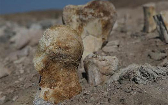 Keçi çobanı Kayseri'de buldu tam 6 milyon yıllık...