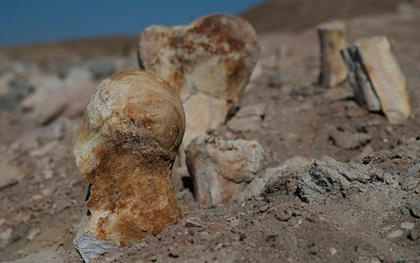 Kayseri'de fil ve mamut fosili bulundu