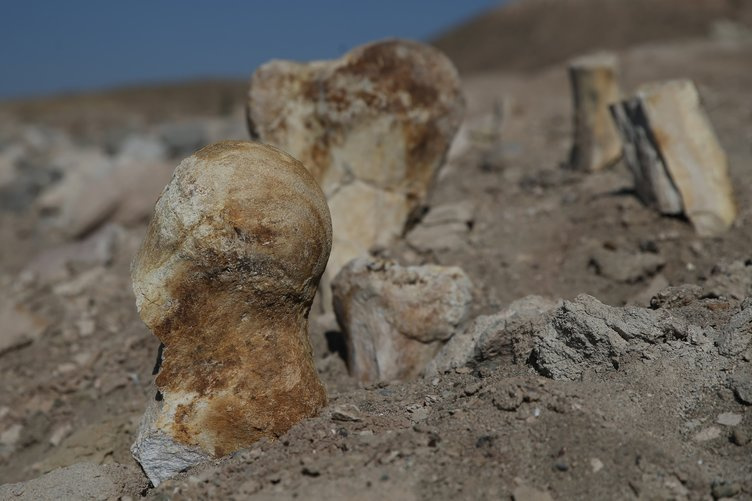 Kayseri'de fil ve mamut fosili bulundu