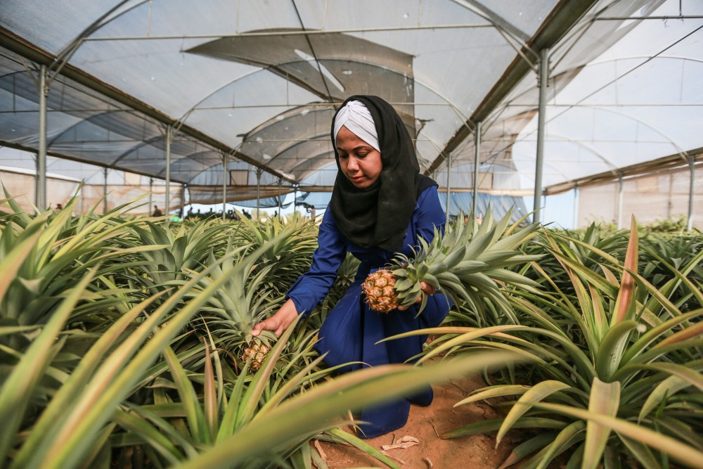 Gazze'de ilk kez ananas üretildi