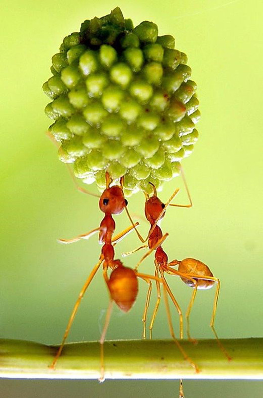 Hayrete düşüren kareler karıncaları daha önce hiç böyle görmediniz!