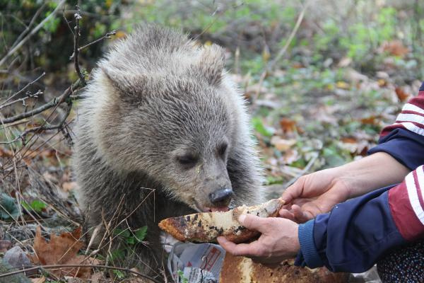 Yavru ayıları ballı ekmekle besliyor
