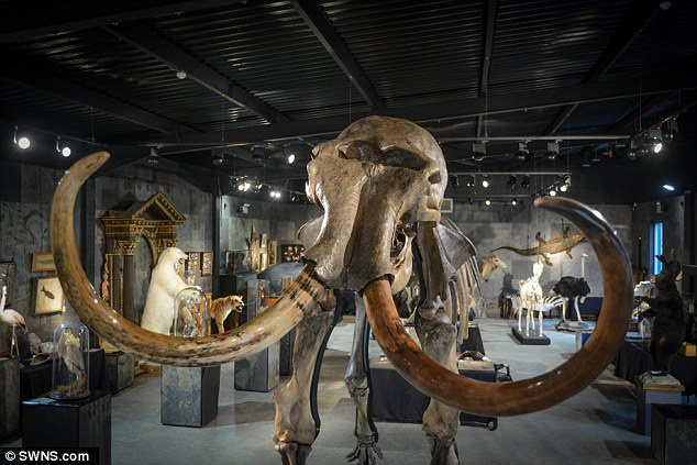 16 bin yıllık mamut iskeletleri satışa çıkıyor
