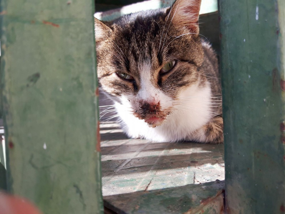Antalya'da kedileri tavuk eti ile zehirlediler