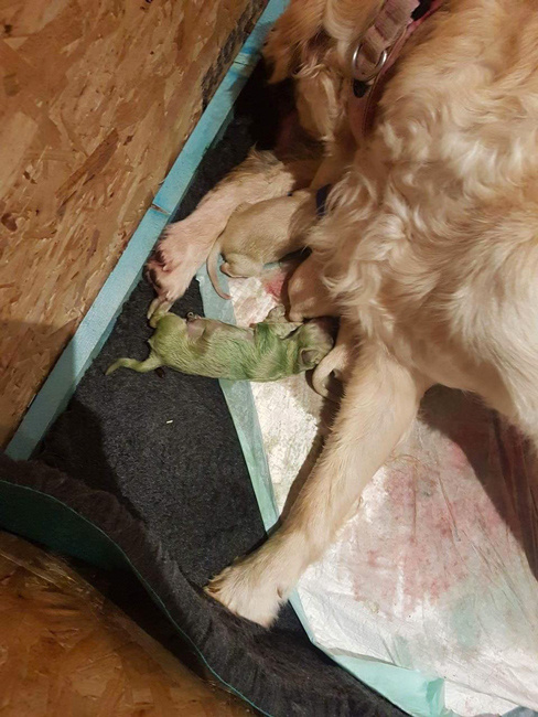 Köpek 9 tane yavru doğurdu içlerinden biri ise şoke ediyor