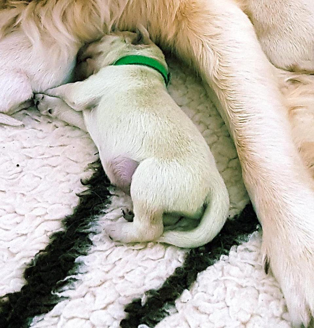 Köpek 9 tane yavru doğurdu içlerinden biri ise şoke ediyor