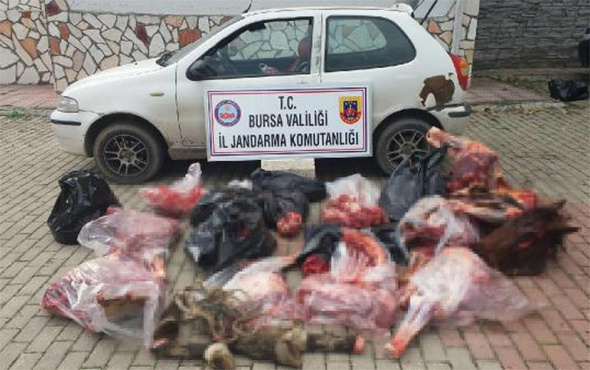 Bursa'da skandal: 306 kilo at eti ele geçirildi!